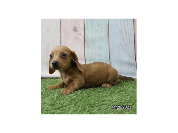 [#7888] Red Female Dachshund Puppies for Sale