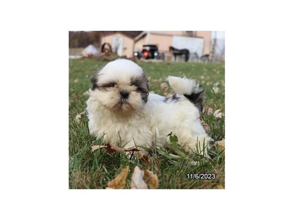[#7889] White / Sable Female Shih Tzu Puppies for Sale