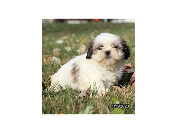[#7890] White / Sable Female Shih Tzu Puppies for Sale