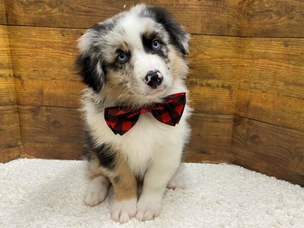 [#7892] Blue Merle Male Australian Shepherd Puppies for Sale