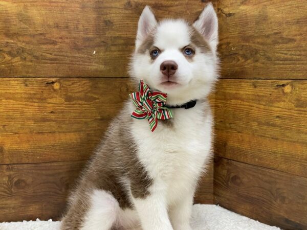 [#7894] Red / White Female Siberian Husky Puppies for Sale