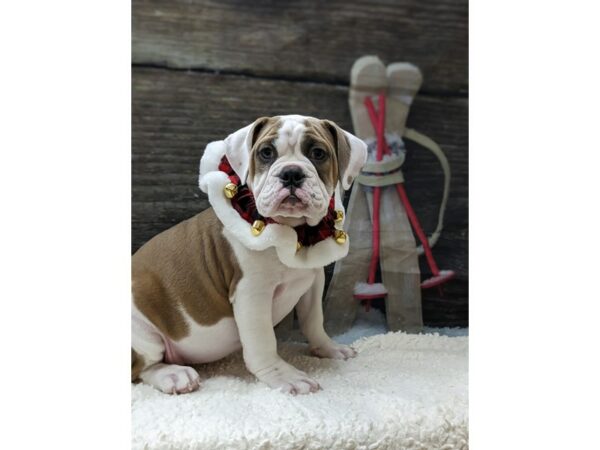 [#7841] Blue Fawn Female Victorian Bulldog Puppies for Sale
