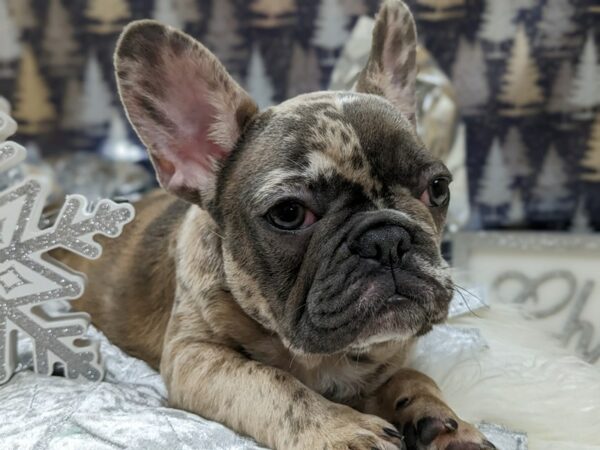 [#7870] Lilac Merle Female French Bulldog Puppies for Sale