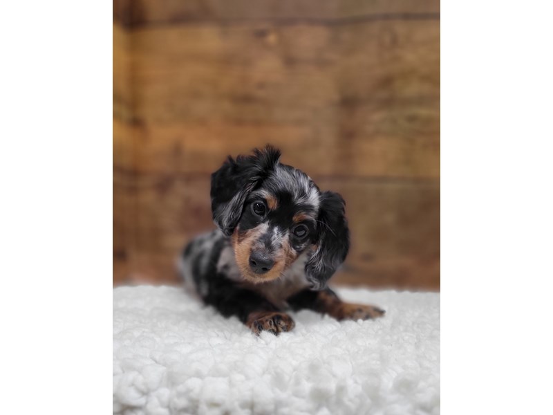 Petland Terre Haute, Indiana Buy Puppies, Pets & Dog Supplies