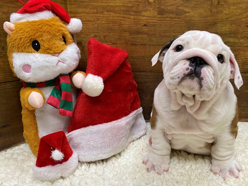 Available Pets Page 2 of 4 Petland Terre Haute, Indiana