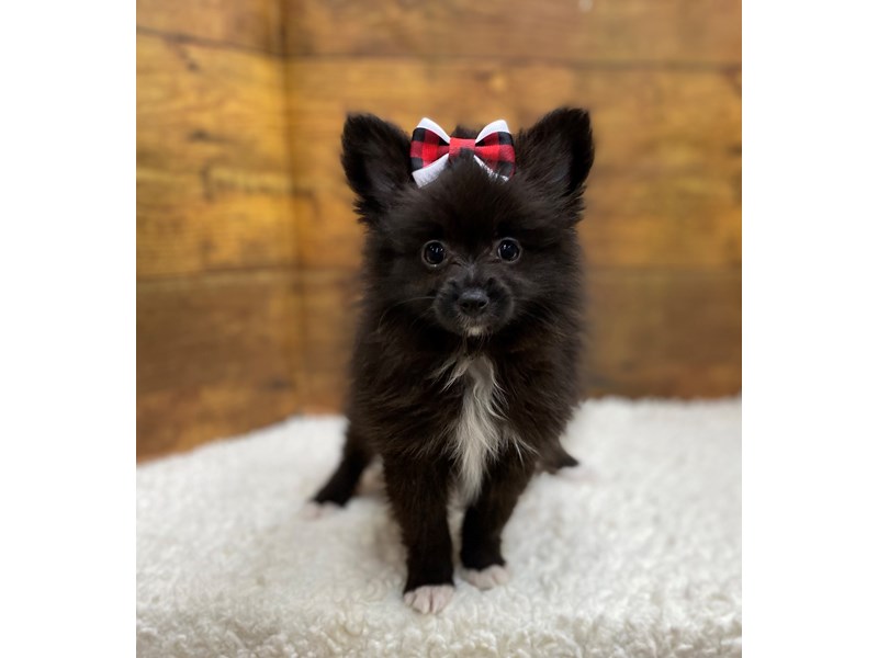 Available Pets Page 2 of 3 Petland Terre Haute, Indiana