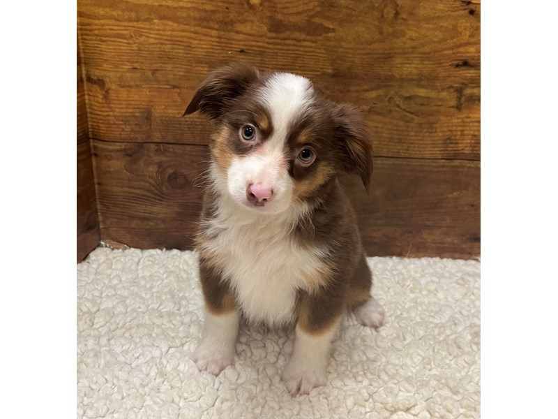 Available Pets Page 2 of 3 Petland Terre Haute, Indiana