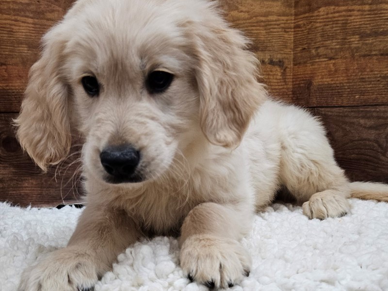 Available Pets Page 2 of 3 Petland Terre Haute, Indiana