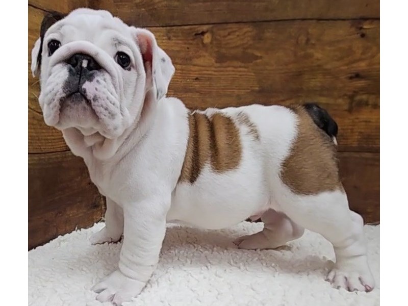 Available Pets Page 2 of 3 Petland Terre Haute, Indiana