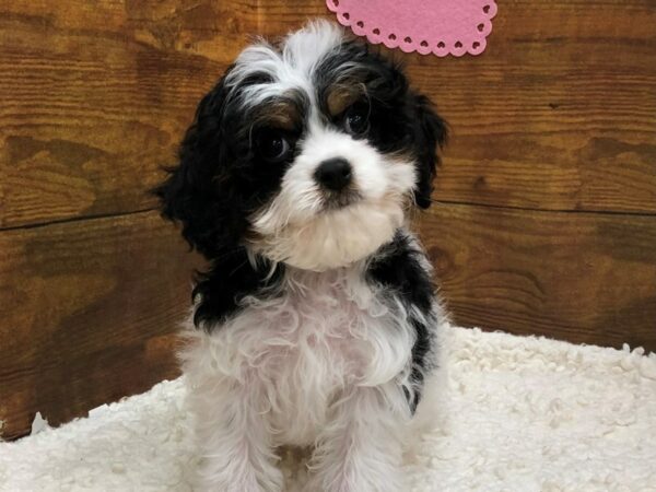 Tri color puppies clearance for sale