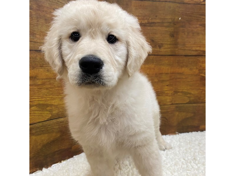 Available Pets Petland Terre Haute, Indiana