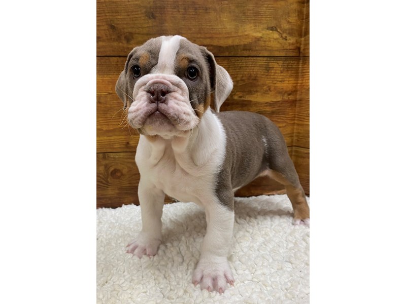 Mollett victorian bulldog puppies for sales sale