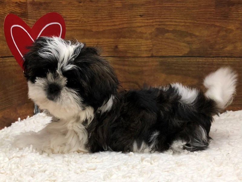 Brindle shih tzu sales puppies for sale
