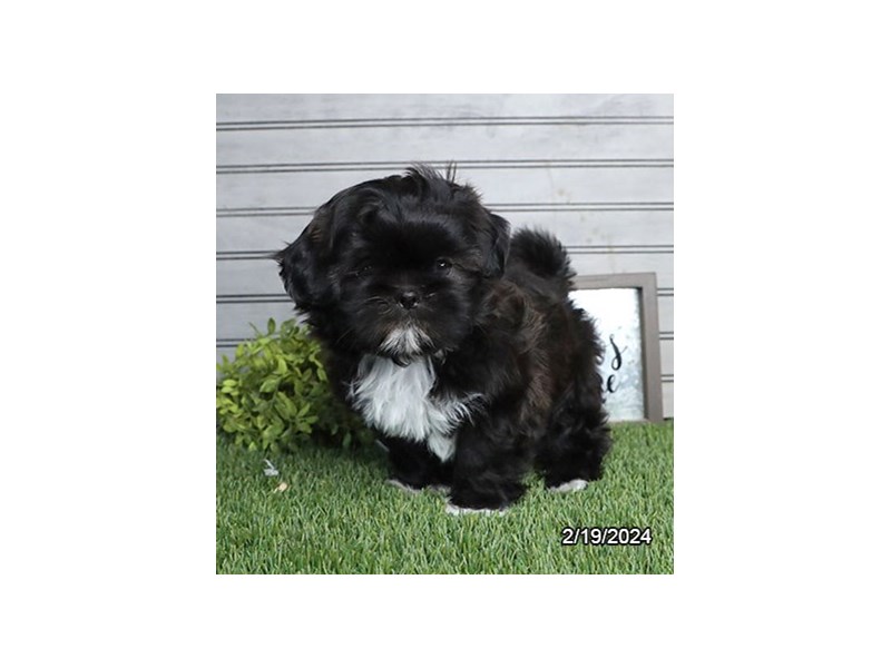 Shih Tzu Petland Terre Haute, Indiana