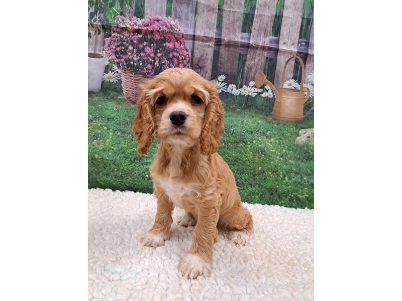 Available Pets Petland Terre Haute, Indiana