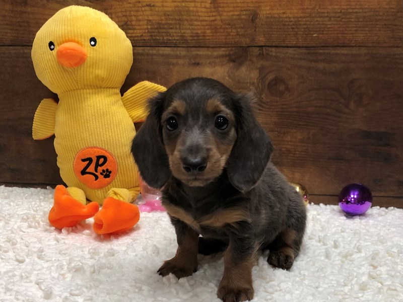 Craigslist Terre Haute Indiana Pets