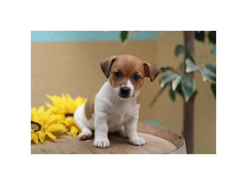 Petland Terre Haute, Indiana Buy Puppies, Pets & Dog Supplies