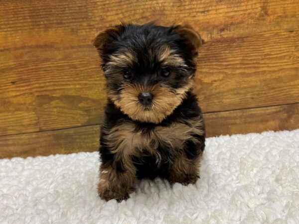 [#8263] Black / Tan Female Yorkshire Terrier Puppies for Sale