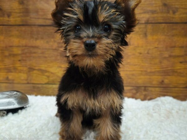 [#8279] Black and Tan Female Yorkshire Terrier Puppies for Sale