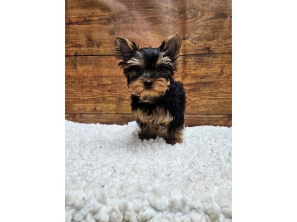 [#8271] Black / Tan Female Yorkshire Terrier Puppies for Sale