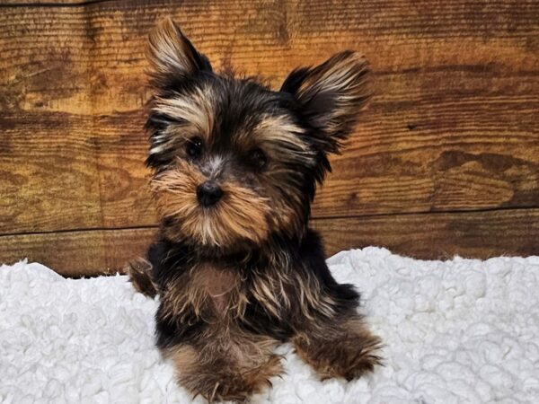 [#8275] Black / Tan Female Yorkshire Terrier Puppies for Sale