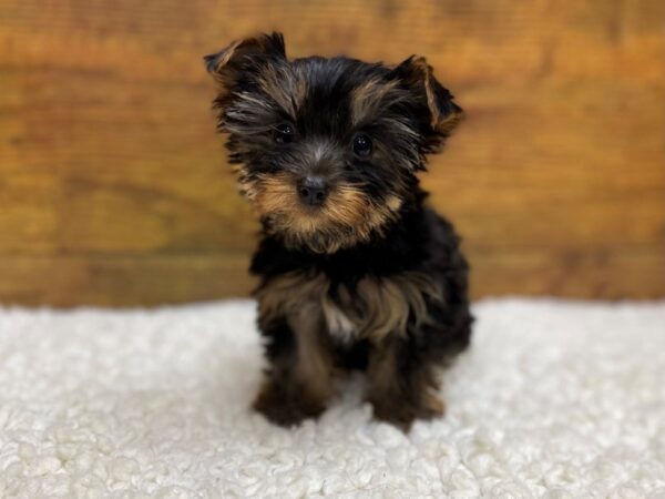 [#8280] Black and Tan Male Yorkshire Terrier Puppies for Sale