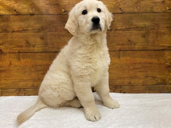 [#8291] Cream Female Golden Retriever Puppies for Sale