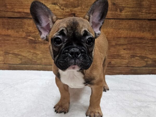 [#8308] Red Fawn Male French Bulldog Puppies for Sale