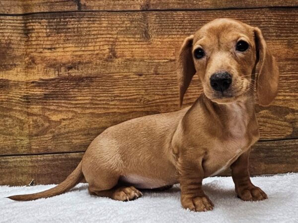 [#8316] Red / White Female Dachshund Puppies for Sale