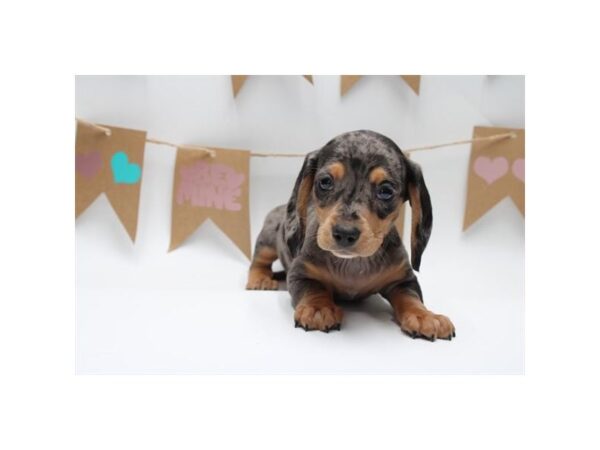 [#8324] Blue Dapple Female Dachshund Puppies for Sale