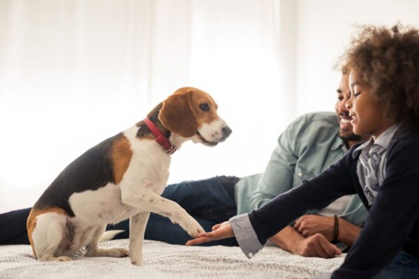 The 5 Best Dog Breeds for Families: Your Perfect Furry Companion Awaits!