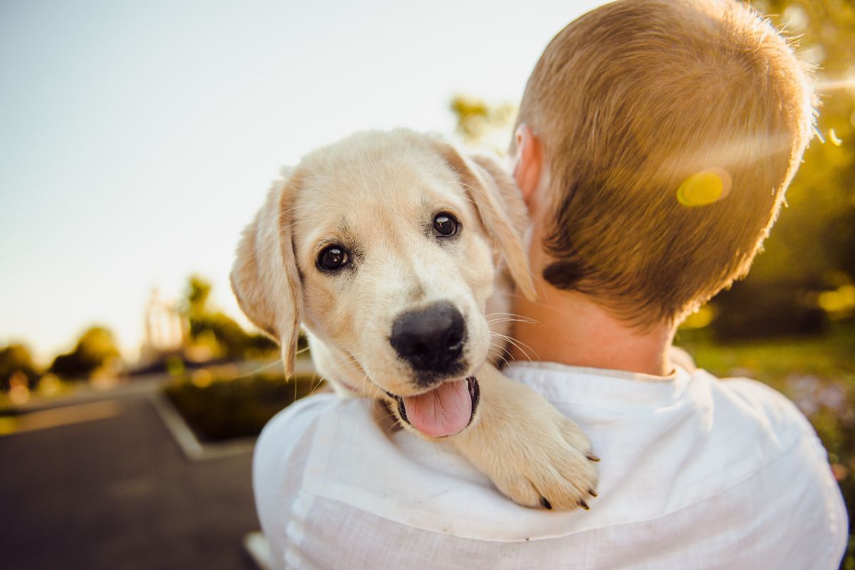 OFA Certification: Why It Matters For Potential Pet Parents