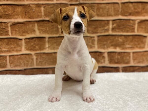 [#8530] Brown / White Female Jack Russell Terrier Puppies for Sale