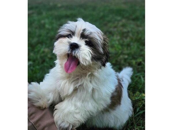 [#8538] Sable / White Male Shih Tzu Puppies for Sale