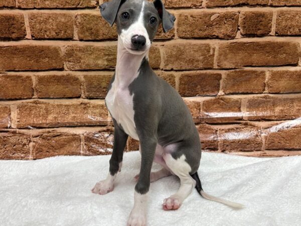 [#8544] Blue / White Male Italian Greyhound Puppies for Sale