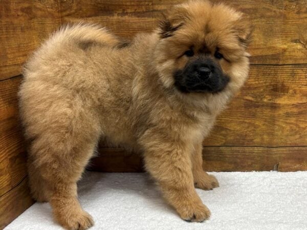[#8554] Red Male Chow Chow Puppies for Sale