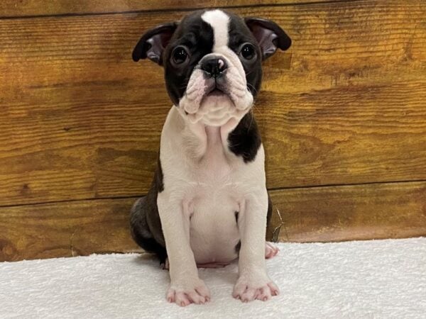 [#8564] Black / White Male Boston Terrier Puppies for Sale