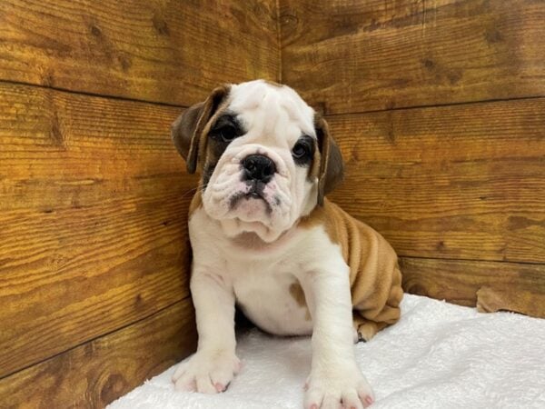 [#8561] Red / White Female English Bulldog Puppies for Sale