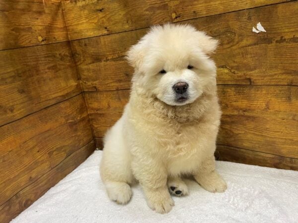 [#8560] Cream Male Chow Chow Puppies for Sale