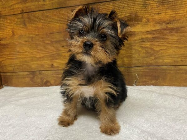 [#8558] Black / Tan Female Yorkshire Terrier Puppies for Sale