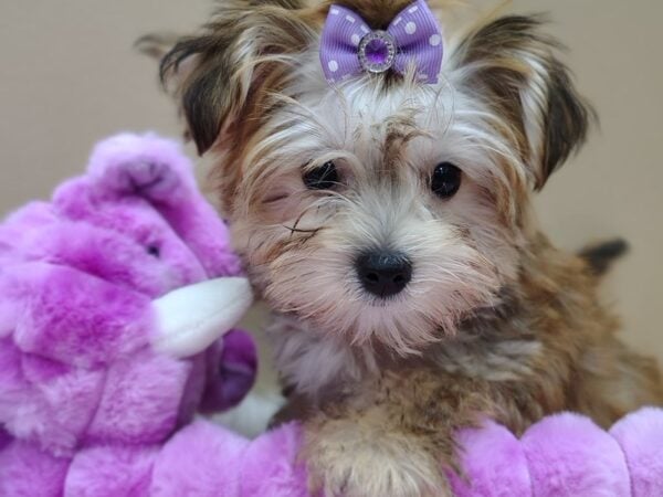 [#8546] Brown Female Morkie Puppies for Sale