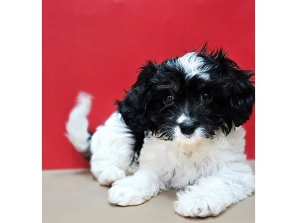 [#8571] Black / White Male Cavapoo Puppies for Sale