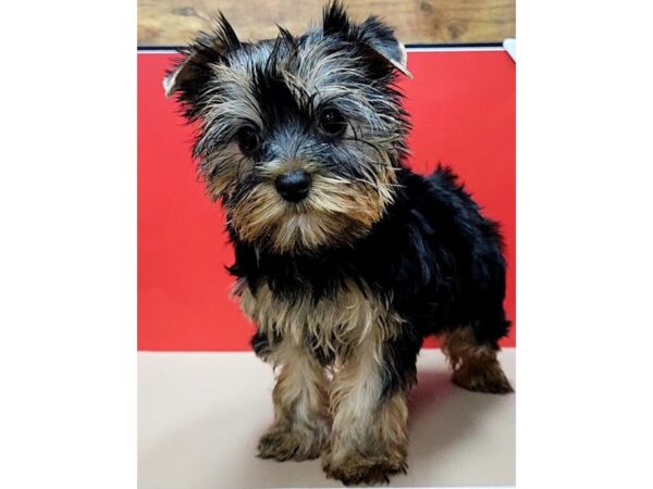 [#8566] Black / Tan Female Yorkshire Terrier Puppies for Sale