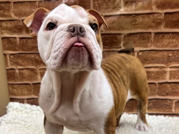 [#8534] Red / White Female English Bulldog Puppies for Sale