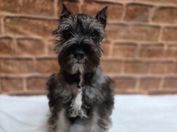 [#8573] Salt / Pepper Female Miniature Schnauzer Puppies for Sale