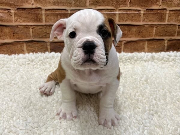 [#8581] Fawn / White Male Victorian Bulldog Puppies for Sale