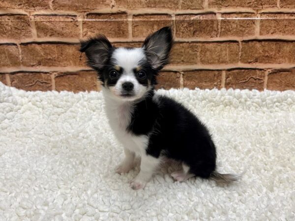 [#8584] Black / White Male Chihuahua Puppies for Sale