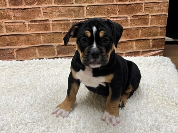 [#8580] Black Female Victorian Bulldog Puppies for Sale