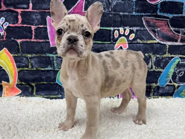 [#8597] Blue Merle Female French Bulldog Puppies for Sale