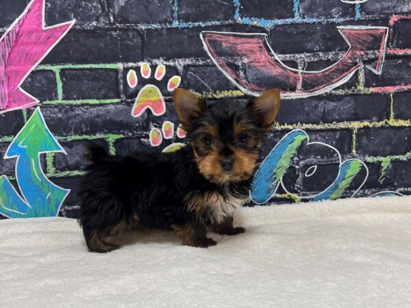 [#8619] Black and tan Male Yorkshire Terrier Puppies for Sale